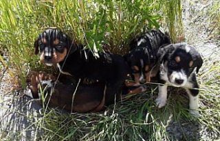 Bolu'da başıboş köpek ve 7 yavrusuna ilçe sakinleri...