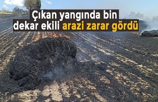 Çıkan yangında bin dekar ekili arazi zarar gördü