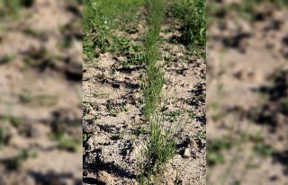 Dekan yardımcısı rol model olmak için lavanta...