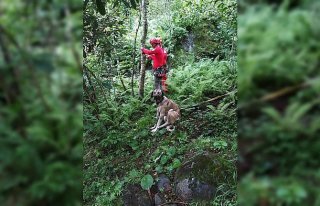 Rize'de taşan derede mahsur kalan köpek AKUT ekiplerince...