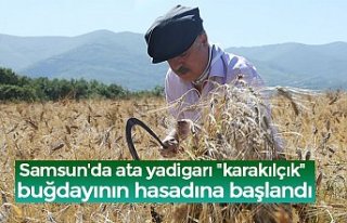 Samsun'da ata yadigarı "karakılçık"...