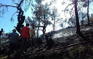 Amasya'daki orman yangını söndürüldü