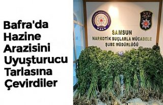 Bafra'da Hazine Arazisini Uyuşturucu Tarlasına...