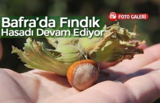 Bafra’da Fındık Hasadı Devam Ediyor