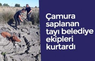 Çamura saplanan tayı belediye ekipleri kurtardı