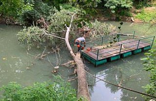 Irmağa devrilen ağaç, ekipler tarafından kaldırıldı