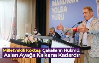 Milletvekili Köktaş: Çakalların Hükmü, Aslan...