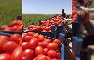 Tarım Kredi 85 bin ton salçalık domates alımına...