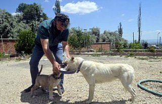 Veteriner hekim sokak hayvanlarını 