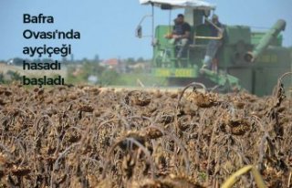 Bafra Ovası'nda ayçiçeği hasadı başladı
