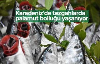 Karadeniz'de tezgahlarda palamut bolluğu yaşanıyor