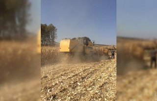 Artova'da danelik mısır hasadı yapıldı