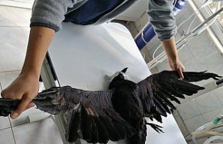 Bacağı çıkan karga, tedavi edilerek doğaya salındı
