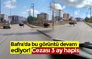 Bafra’da bu görüntü devam ediyor! Cezası 3 ay...