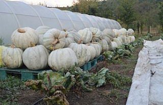 Bartın'da yetiştirilen 50 kilogramlık kabaklar...