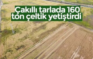 Çakıllı tarlada 160 ton çeltik yetiştirdi