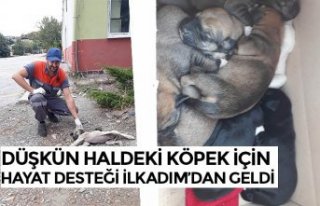 DÜŞKÜN HALDEKİ KÖPEK İÇİN HAYAT DESTEĞİ...