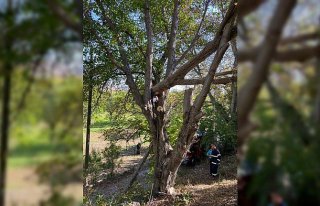 Gümüşhane'de ağaçta sıkışan kişi kurtarıldı