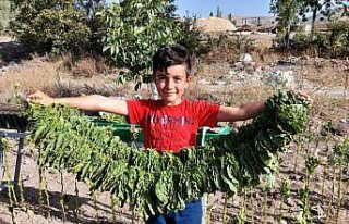 Küçük Emirhan derslerine EBA üzerinden tütün...