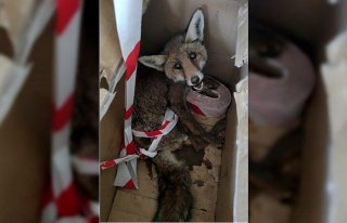 Ormanlık alanda bulunan yaralı tilki tedavi altına...