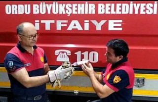 Ünye'de otel odasına giren baykuş itfaiye ekiplerince...