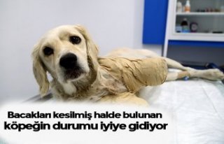Bacakları kesilmiş halde bulunan köpeğin durumu...