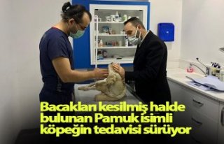 Bacakları kesilmiş halde bulunan Pamuk isimli köpeğin...
