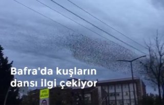 Bafra'da kuşların dansı ilgi çekiyor