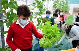 Öğrenciler okulda sebze ekip hasat ederek tarımı...