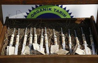 Ordu'da arı sütü kadın üreticilere 800 bin lira...