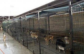 Safranbolu Belediyesi sokak hayvanlarına sahip çıkıyor