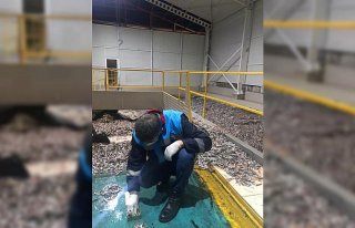 Trabzon'da 50 ton hamsiye el konuldu