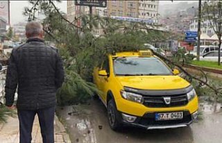 Zonguldak'ta ağacın taksinin üzerine devrilmesi...