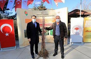 Amasya'da çiftçilere elma fidanı dağıtıldı