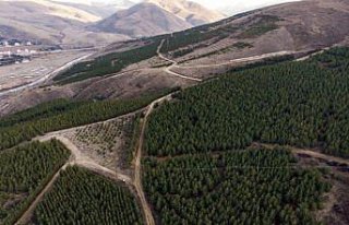 Çorak ve dağlık arazi 25 yılda 1 milyon ağaçlı...