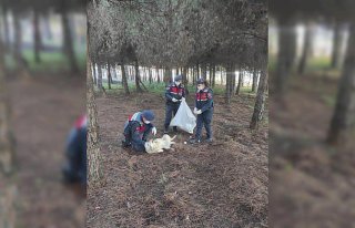 Düzce'de jandarma sokak ve yaban hayvanları için...