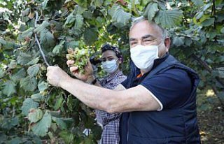 Ordu Büyükşehir Belediye Başkanı Güler: TMO'nun...
