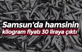 Samsun'da hamsinin kilogram fiyatı 30 liraya...