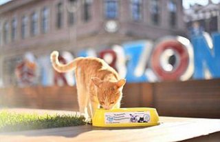 Trabzon'da hafta sonu kısıtlamasında sokak hayvanları...