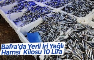 Bafra'da Yerli İri Yağlı Hamsi  Kilosu 10...