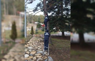 Gerede'da çam ağaçlarına kuş kafesleri yerleştirildi