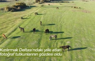 Kızılırmak Deltası'ndaki yılkı atları fotoğraf...