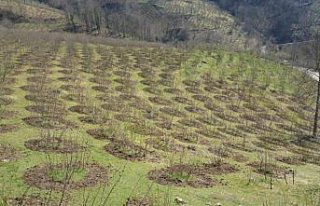 Ordu'da 3 bini aşkın örnek fındık bahçesi hem...