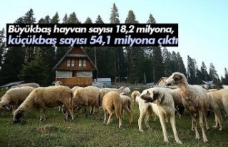 Büyükbaş hayvan sayısı 18,2 milyona, küçükbaş...