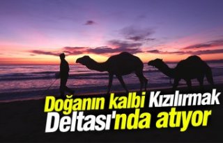 Doğanın kalbi Kızılırmak Deltası'nda atıyor