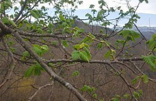 Giresun Ziraat Odasından fındık üreticilerine...