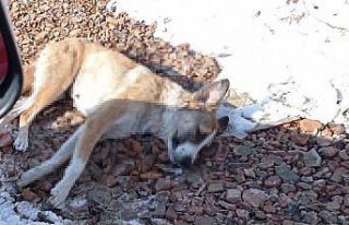 Karabük'te 5 köpek ve bir koyunun ölü bulunmasına...