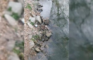 Karabük'te su samuru görüntülendi