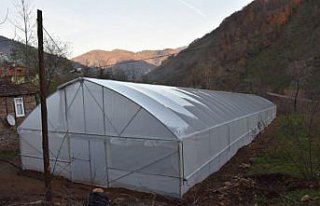 Örtü altı yetiştiriciliğinden Ordu ekonomisine...