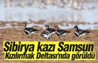 Sibirya kazı Samsun Kızılırmak Deltası'nda...